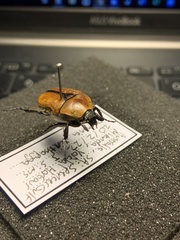 Diaphonia xanthopyga