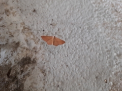 Lepidoptera