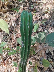 Pachycereus