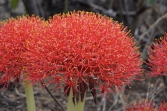 Scadoxus