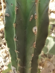 Pachycereus