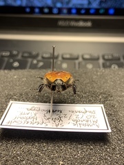 Diaphonia xanthopyga