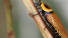 Ellipsidion reticulatum