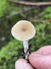 Entoloma cetratum