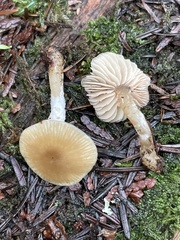 Entoloma cetratum