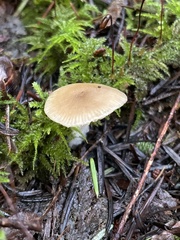 Entoloma cetratum