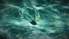 Contusus brevicaudus