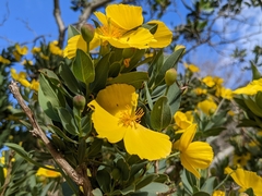 Dendromecon harfordii