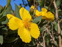 Dendromecon harfordii