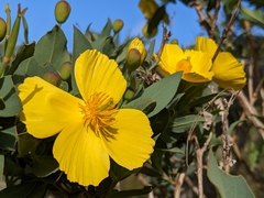 Dendromecon harfordii