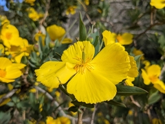 Dendromecon harfordii