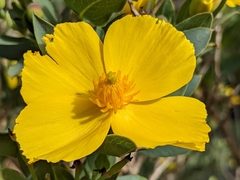 Dendromecon harfordii