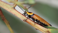 Ellipsidion reticulatum