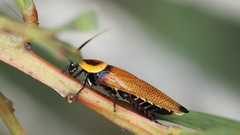 Ellipsidion reticulatum