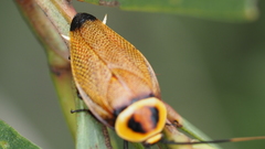 Ellipsidion reticulatum