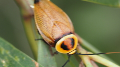 Ellipsidion reticulatum