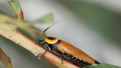 Ellipsidion reticulatum