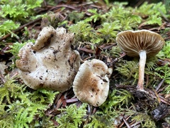 Pholiota scamba