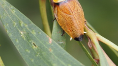 Ellipsidion reticulatum