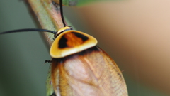 Ellipsidion reticulatum