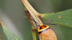 Ellipsidion reticulatum