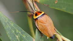 Ellipsidion reticulatum