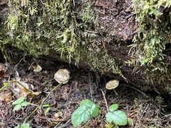 Pholiota scamba