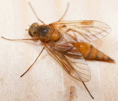 Chrysopilus luteolus