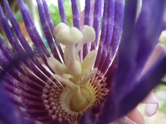 Passiflora riparia