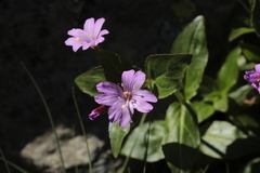 Epilobium algidum