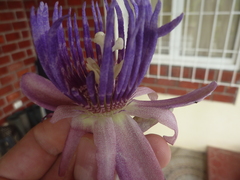 Passiflora riparia
