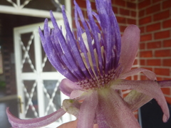 Passiflora riparia