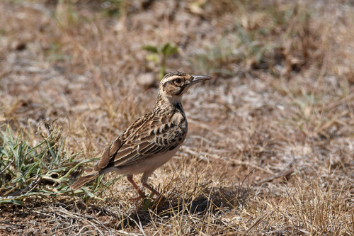 Short-tailed Lark (Spizocorys fremantlii), photo 3