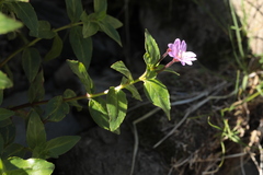 Epilobium algidum