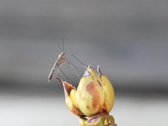 Cramptonomyia spenceri