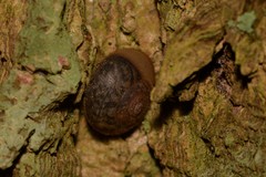 Austrochloritis wollemiensis