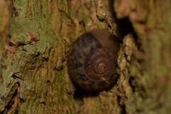 Austrochloritis wollemiensis