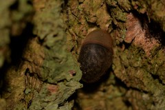 Austrochloritis wollemiensis