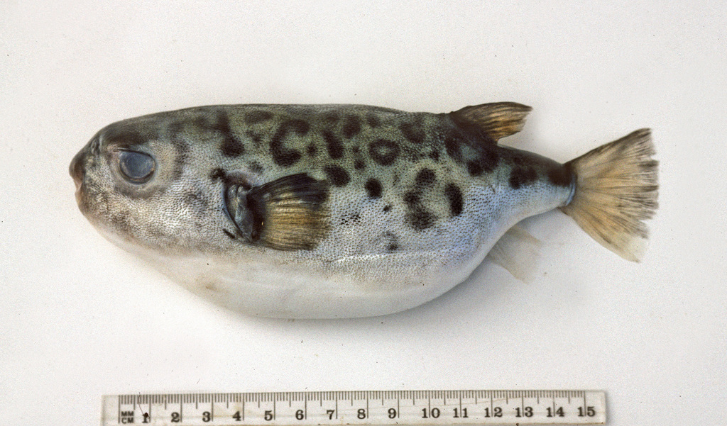 Prickly Toadfish