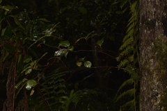 Quintinia sieberi
