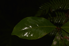 Quintinia sieberi