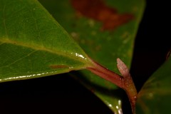 Quintinia sieberi