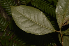 Quintinia sieberi