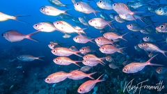 Kingfish photo 3