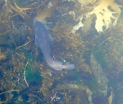 Pseudophycis palmata