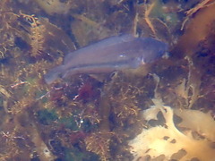 Pseudophycis palmata