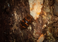 Episcaphula tamburinea