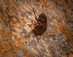 Episcaphula tamburinea