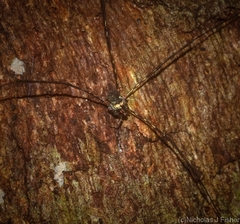 Neopantopsalis pentheter