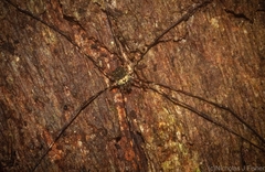 Neopantopsalis pentheter